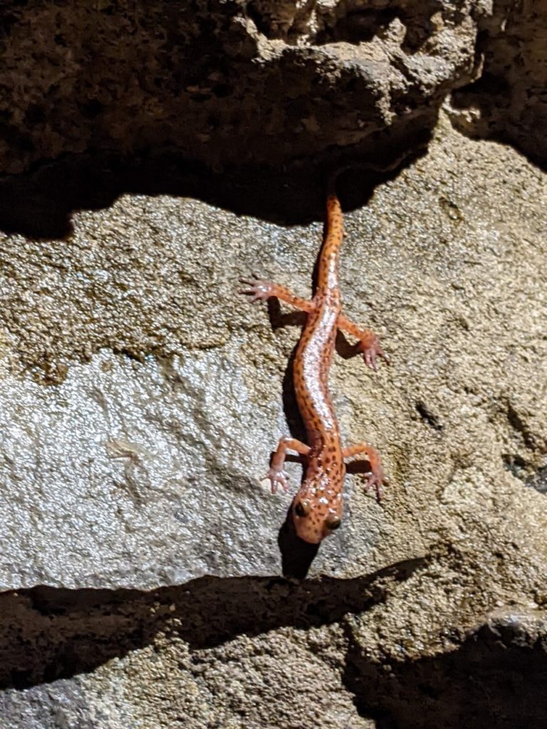 Raccoon Mountain Caverns