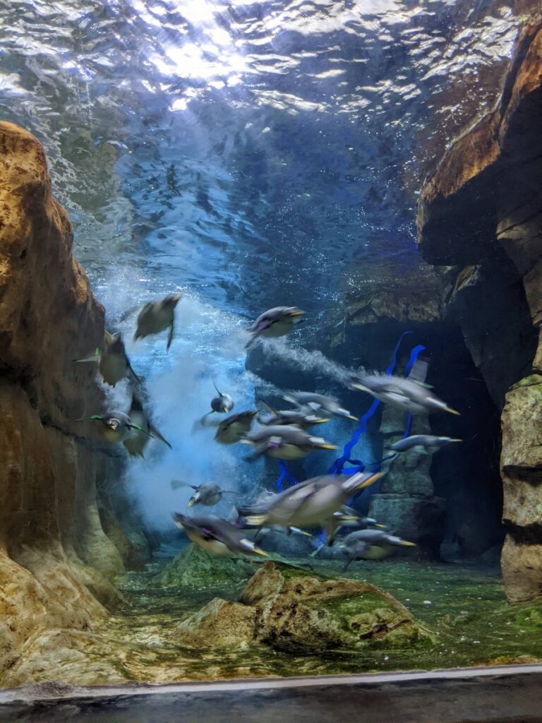 Loveland Living Planet Aquarium