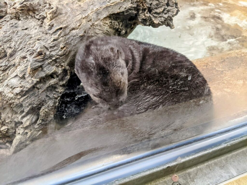 A month in Boise - Zoo Boise