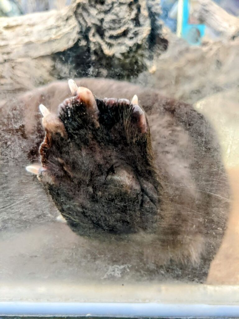 A month in Boise - Zoo Boise