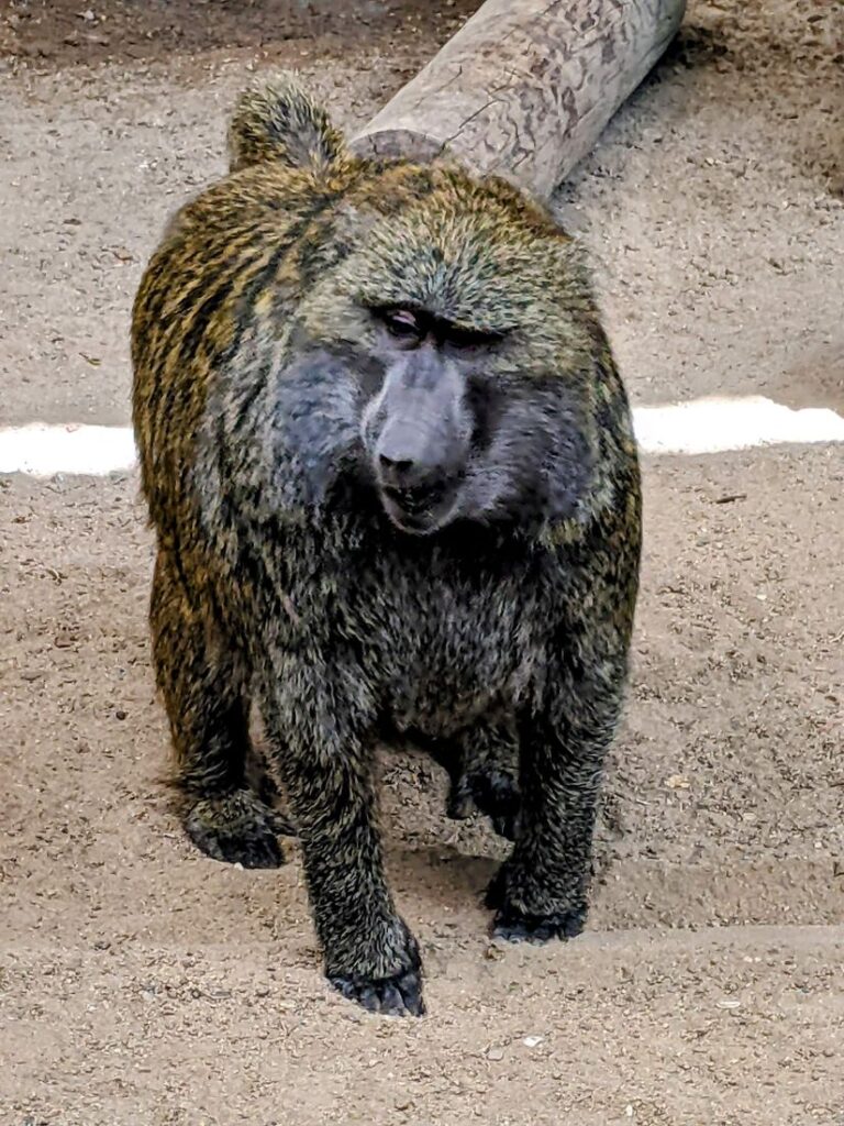 A month in Boise - Zoo Boise