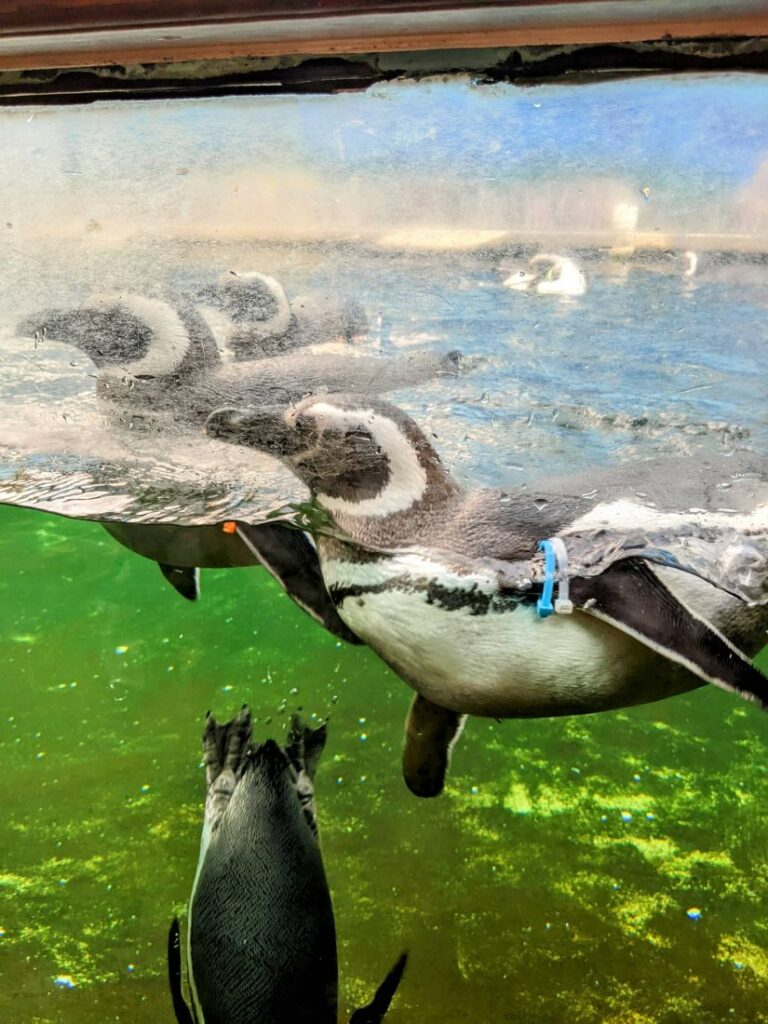 A month in Boise - Zoo Boise