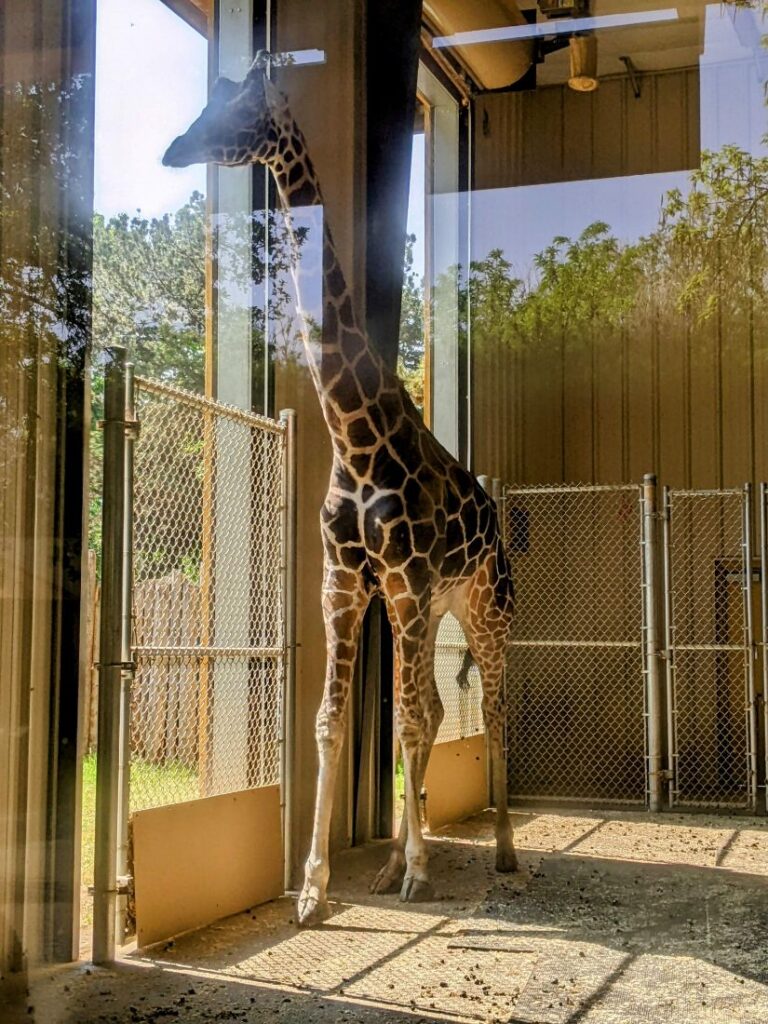 A month in Boise - Zoo Boise