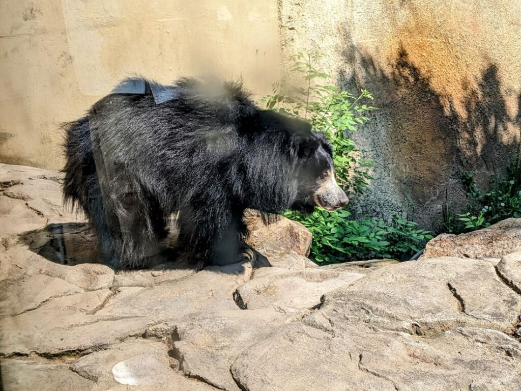 A month in Boise - Zoo Boise