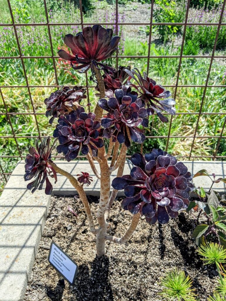 Idaho Botanical Garden